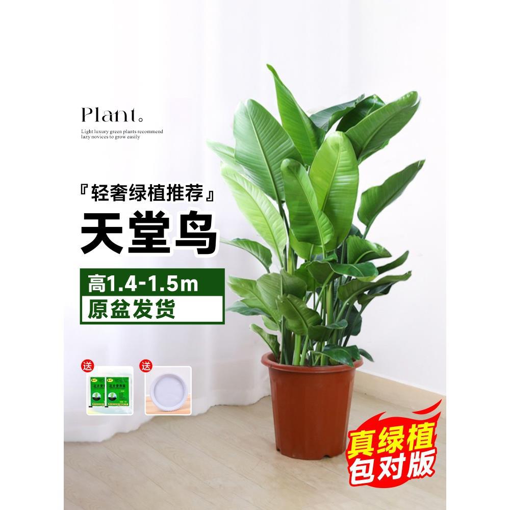 [Door to Door Delivery] 고품질 극락조 높이 1.4- 1.5m /6~7개(원래 화분에 담겨 배송) 레이프펫