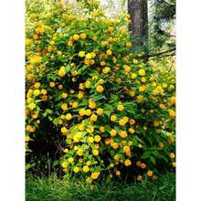 重瓣棣棠花苗盆栽耐荫爬藤攀缘花卉绿植物浓香多花耐寒四季金灿花