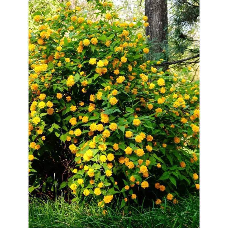 重瓣棣棠花苗盆栽耐荫爬藤攀缘花卉绿植物浓香多花耐寒四季金灿花