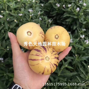 �����˅������펧�����L�۹������紺���ļ��̨����Y�����ϱ���