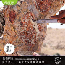 ���ʘ����R�����㾫��Bosewellia carteri �F؛���l