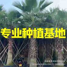 福建老人葵批发 江苏华盛顿棕榈价格 华盛顿葵基地 上海浙江华棕