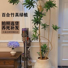 ���İٺ���͏d�Gֲ�҃ȑ��˺��B��ֲ���Ϙ���Ѫ�������