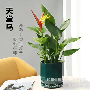 �Q���m�͏d�Gֲˮ��ֲ�������B�����҃Ⱥ��B��������ļ�ˮ�B����