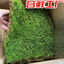 ����\̦�\�r�������\�װl�\������̦�r΢���^�̽q�\ֲ��ͥԺ��Ƥ