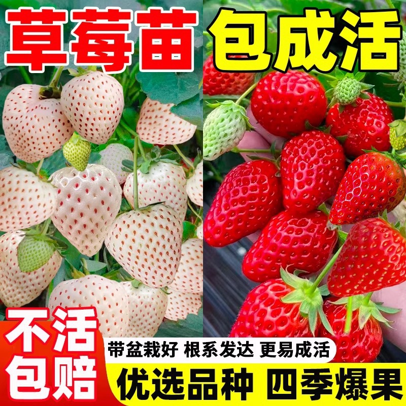 草莓苗杯苗室外可种植白雪公主带花带果包成活水果树苗阳台盆栽苗