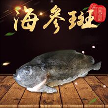 海参斑 冰岛海参斑新鲜速冻去内脏海参斑去沙海参斑深海石斑鱼