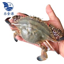 【活鲜】乐食港 鲜活梭子蟹 大螃蟹海飞蟹母蟹蟹海鲜水产 母蟹5-6