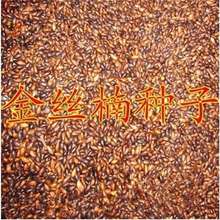 正宗金丝楠木树种子四川小叶楠细叶金丝楠桢楠南木种子