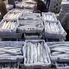 东海整条带鱼整条无冰新鲜冷冻整箱特级大带鱼东海银鱼食用农产品