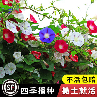 Morning Glory Seeds Morning Glory Outdoor Climbing Vine Wall Climbing Florals Mixed Color Blooming Potted Easy-To-Live Sowing Seeds