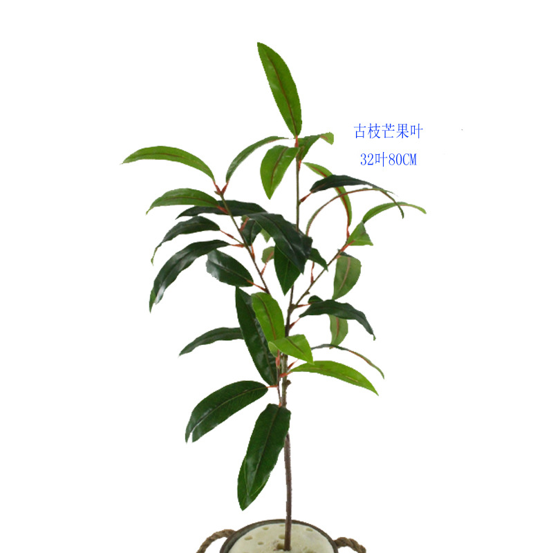 XRB-191 古枝芒果叶32叶0.8米2.jpg