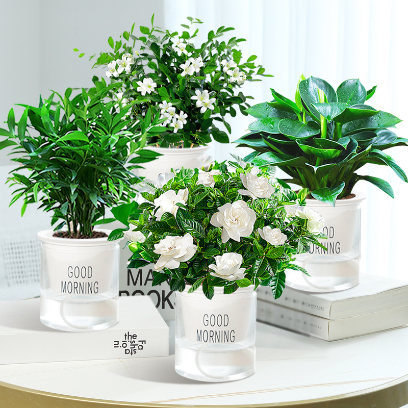 골든 다이아몬드 + 치자나무 + 구리향 + 대나무와 편백나무 + 4개의 좋은 아침 대야 + 영양액