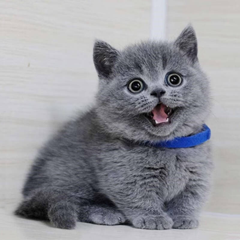British Shorthair Blue Kitten, Live Kitten, Short-Legged Kitten, American Shorthair Spotted Kitten, Plus White, Cheese Cat, Live British Shorthair Blue Kitten, Live Kitten, Short-Legged Kitten, American Shorthair Spotted Kitten, Plus White, Cheese Cat, Live