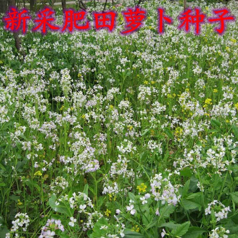 肥田萝卜种子红白三叶草籽绿肥蜜源牧草紫云英毛苕紫花苜蓿鼠茅草