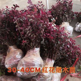 Red Camellia Shrub Garden Courtyard Green Plant Flower Fence Wall All-Season Red Leaf Colorful Bonsai Red Camellia Sapling
