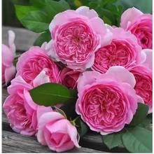 ̨ͥԺNޱļ_ٱ¼ͺ͟ľֲС