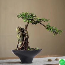 �o��ˮ�������~�X̦�\΢���^�մɄ���[����ɫާ�ֲ�ﻨ��S�Ҵ�