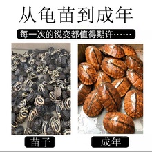 纯种南石金钱龟招财北石龟大乌龟稀有宠物活体观赏龟黄喉拟水龟苗