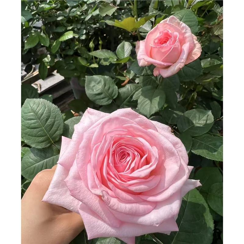 四季咲きのバラの花苗、特大の花つる苗、屋内外のバルコニー鉢植えバラ|undefined