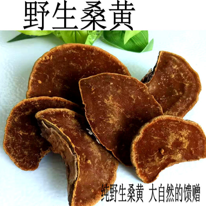 桑黄 东北暴马丁香桑黄灵芝 桑黄菌整枝灵芝茶