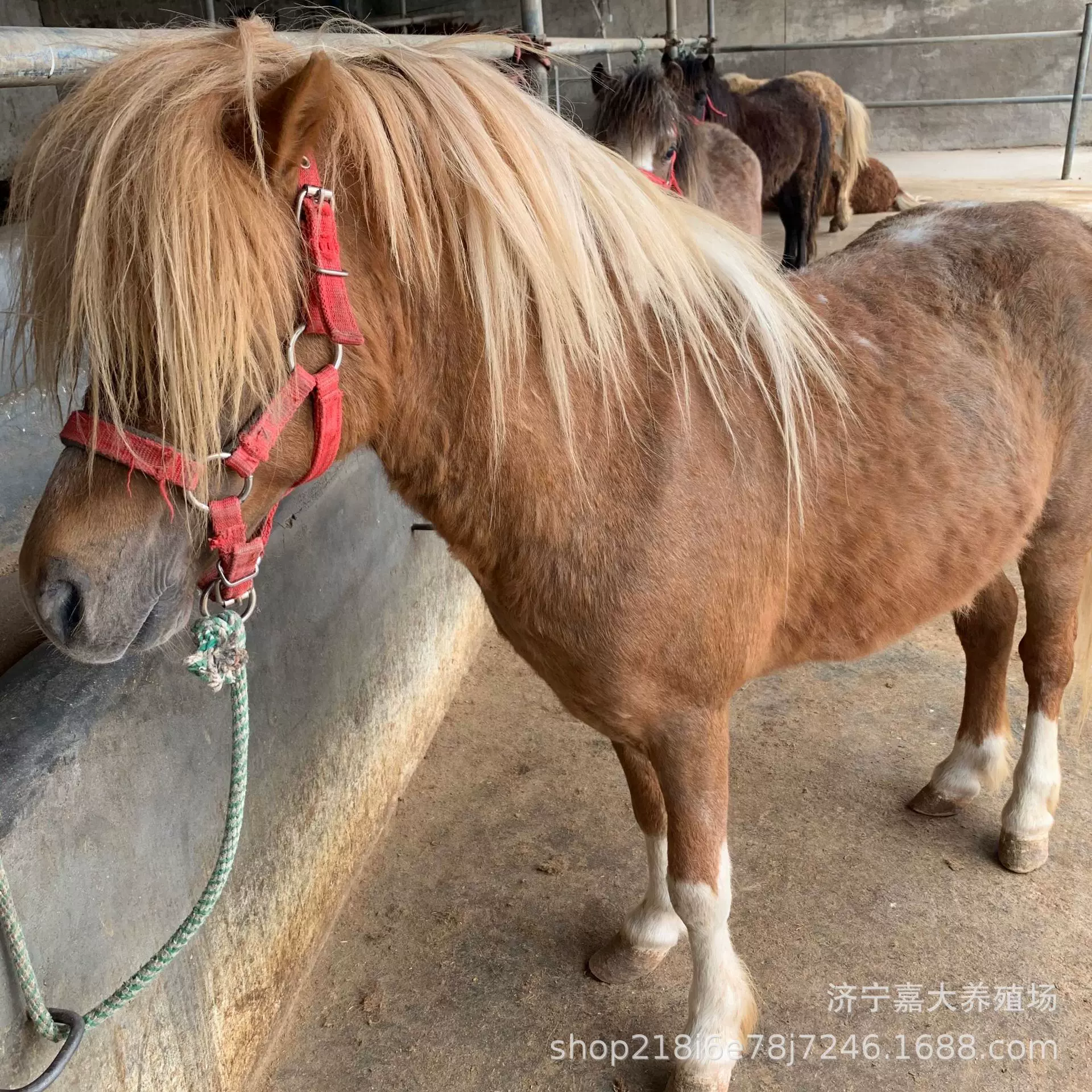 儿童骑乘小矮马马驹 德保矮马 设特兰矮马马匹养殖场德保矮租赁