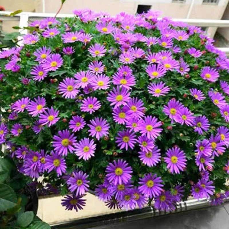 Оптовая Продажа с фабрики Аутентичные семена голландской хризантемы цветок хризантемы морское Семя Сад наземный цветок семена газона украшен