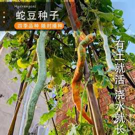 蛇豆种子蛇瓜种子无筋蛇形长豆角 夏播种子蔬菜种子四季播空心