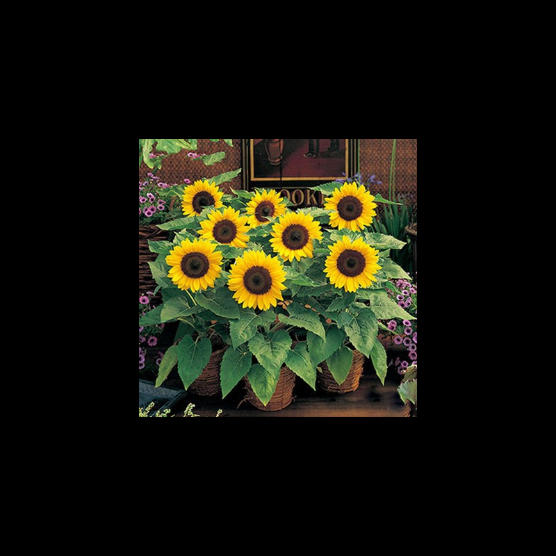 花种籽子四季种易活凤仙花种籽向日葵种孑室内开花盆栽太阳花种子