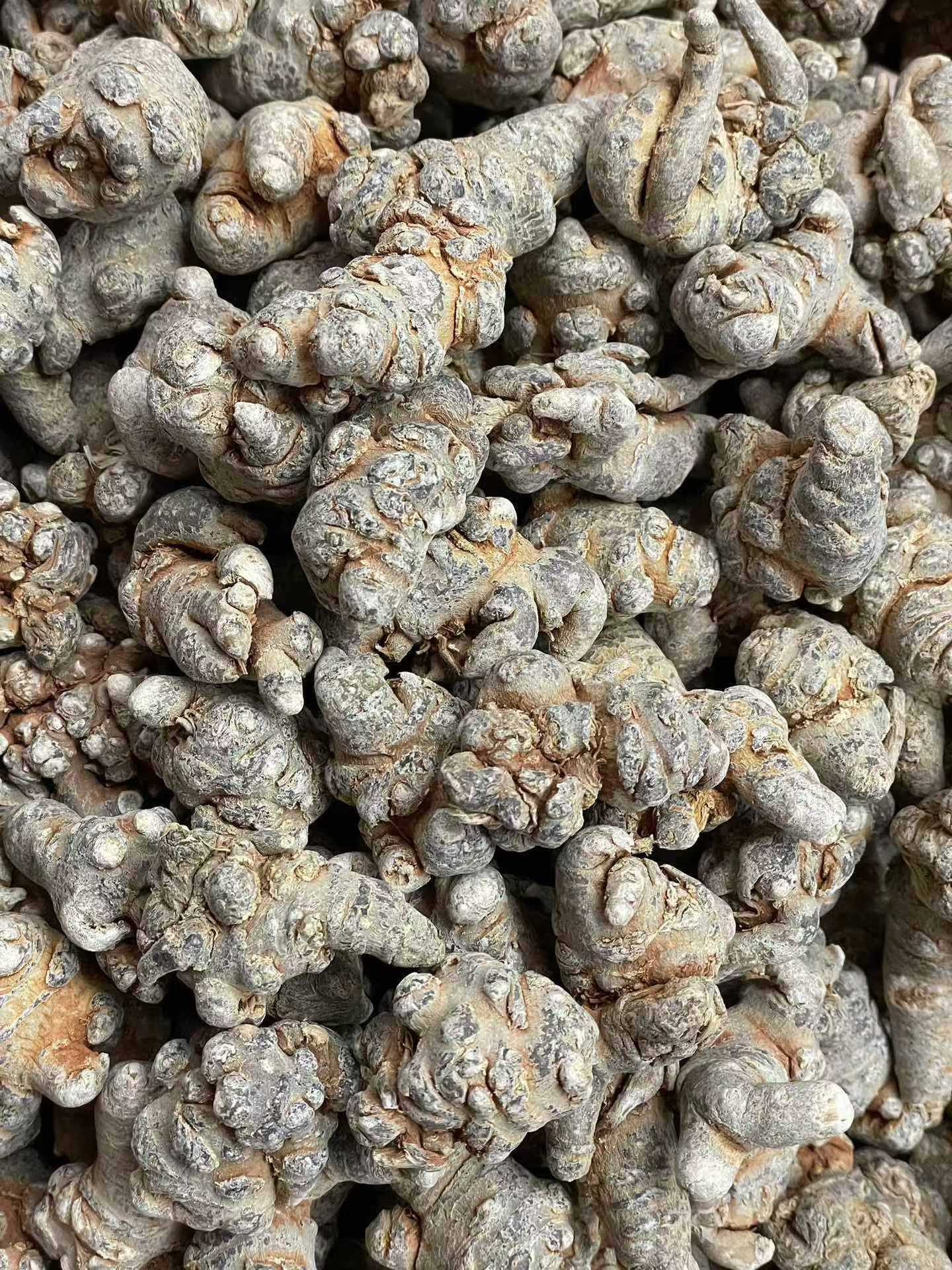Dried Notoginseng Root Heads from Yunnan Wenshan Sanqi Tianqi Herbal Decoction Pieces 250g details