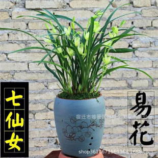 Fragrant Premium Orchid Seedlings with Buds, Seven Fairies Orchids, Blooming in All Seasons, Indoor Orchids, Green Plants, Flower Pots