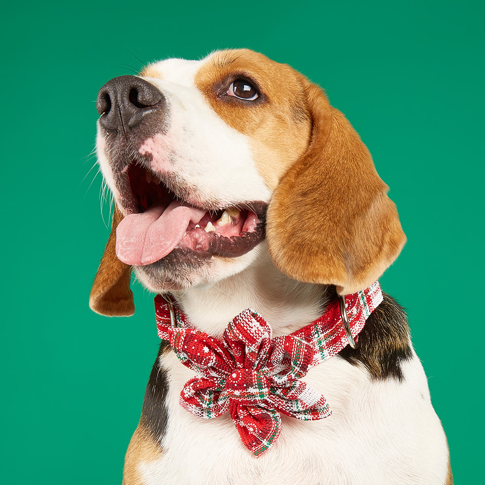 Tanpopo flores de sol de Navidad cuadrado rojo y negro para mascotas collar arco collar perro corbata