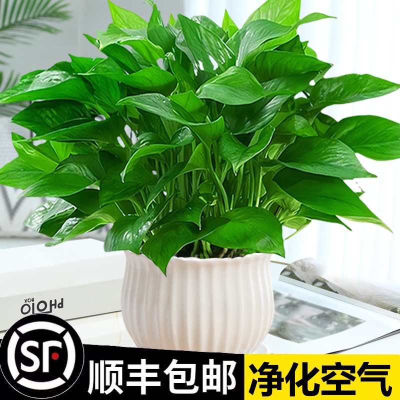 绿萝箩盆栽金钻花卉发财树小绿植水培好养办公室内多肉植物除甲醛