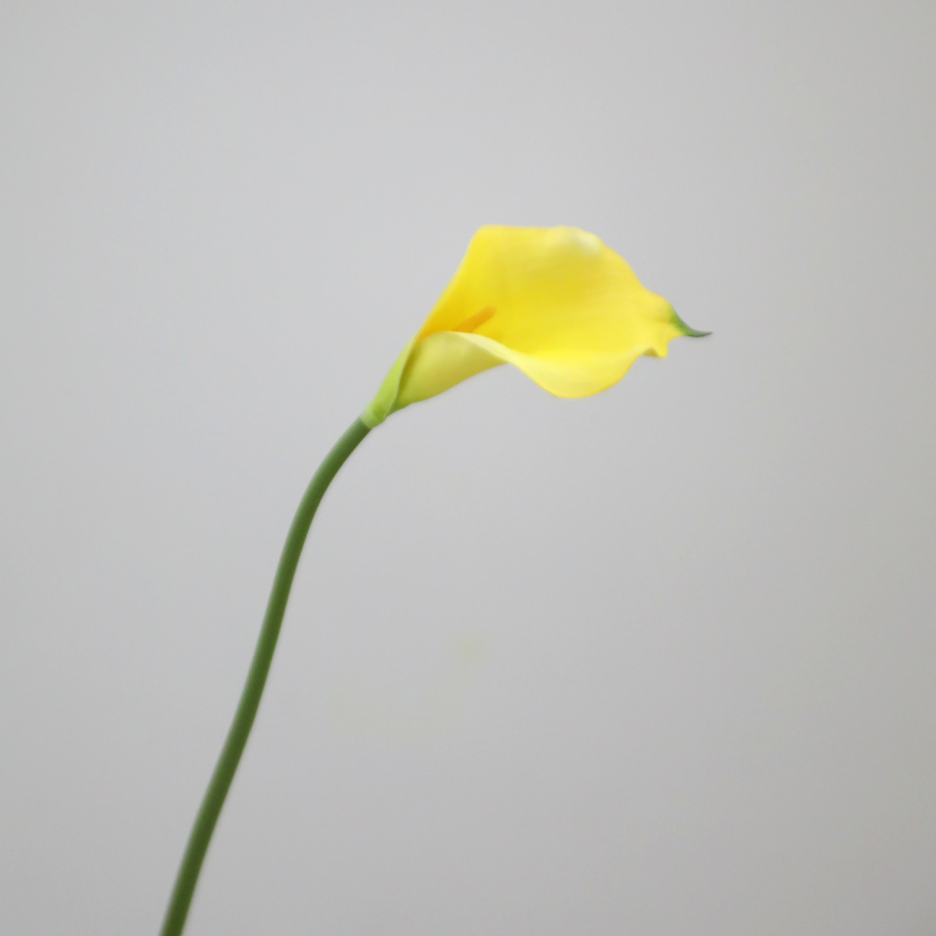 노란색
