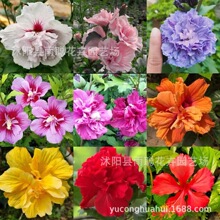 ľ�ȷN�Ӽt��ľ�ȷN��ľ�޷N���G�l�N�ӳ��_ĺ�仨���Ȼ��N��