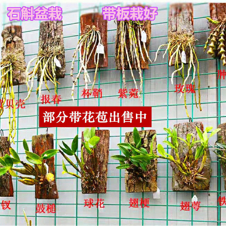石斛花卉盆栽带板栽好带花苞铁皮球花鼓槌金钗叠鞘石斛兰花卉妙琦