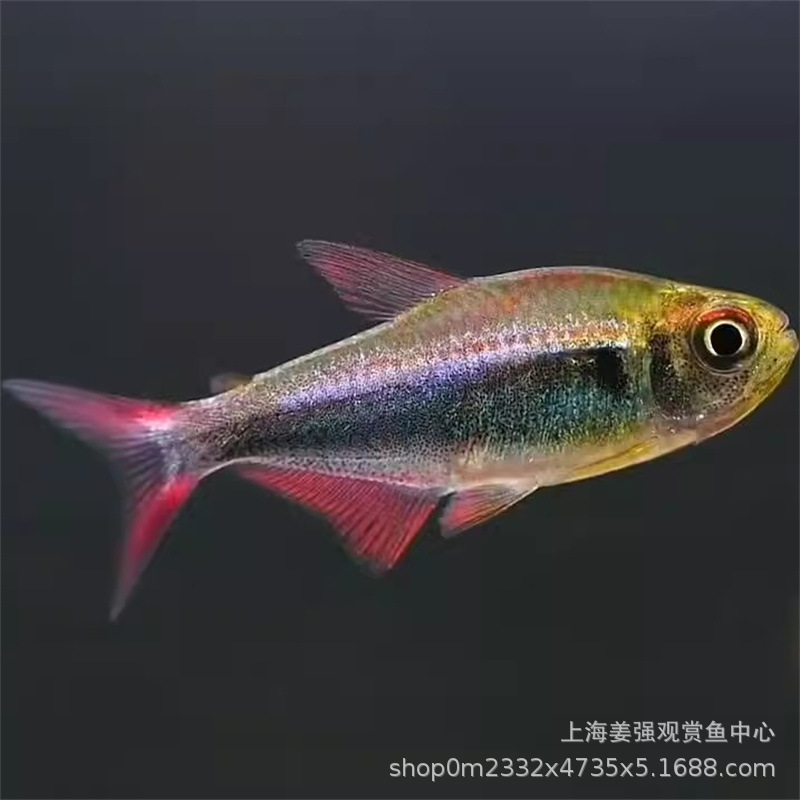 血翅蓝帝王黄金黑帝王彩虹帝王灯超级蓝国王灯观赏灯科群游热带鱼