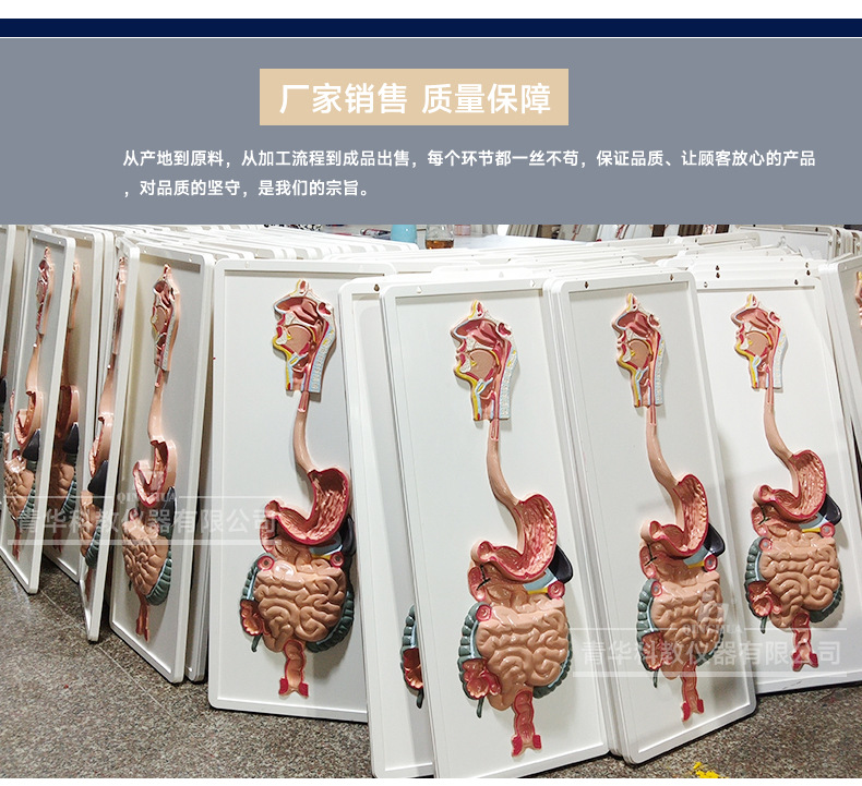 QH3330-1人体消化系统模型板_05.jpg