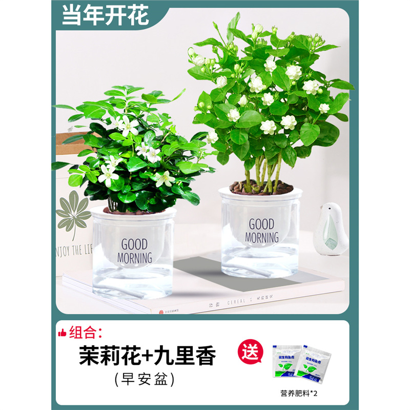 [특가] 구리향 + 자스민(좋은 아침 대야) + 비료