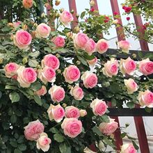 粉色龙沙宝石月季花苗藤本爬藤蔷薇花庭院植物粉龙盆栽