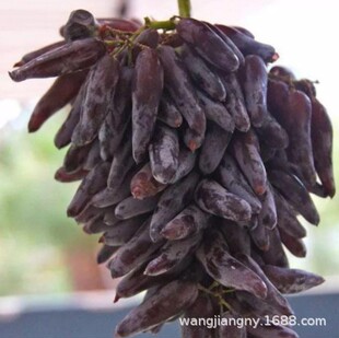 Ů��ָ ����t�� �ڸк������� �޷� �ĺڼ޽����ј��� ��������