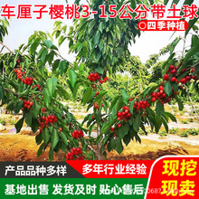 车厘子树苗大樱桃苗车厘子树苗樱桃树苖南方北方种植盆栽大樱桃苗