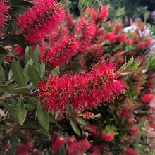 红千层 串钱柳 瓶刷木 金宝树 成都花境 园林绿化工程树木 苗木