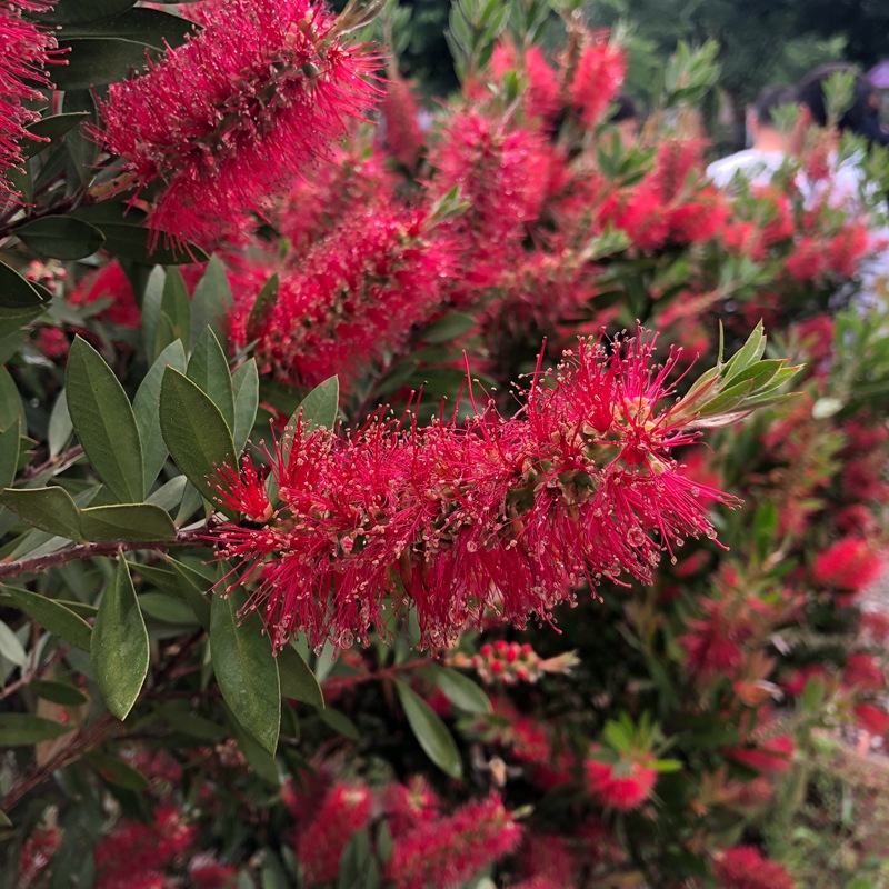 红千层 串钱柳 瓶刷木 金宝树 成都花境 园林绿化工程树木 苗木