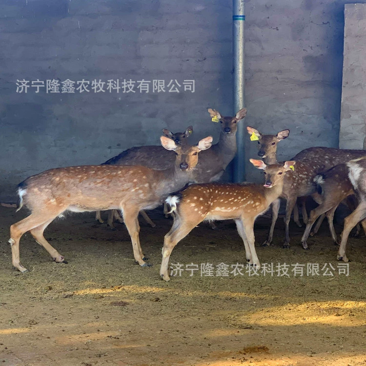 Взрослый пятнистый олень живая цена