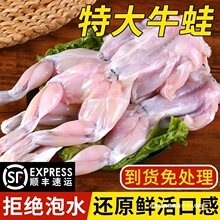 顺丰包邮】新鲜牛蛙特大速冻去皮半成品火锅食材田鸡鲜活现杀商用