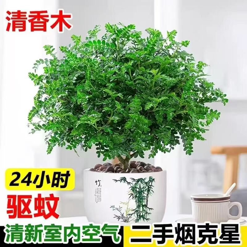 Authentic Fragrant Wood Potted Pepperwood Old Stump Tree Seedlings Indoor Mosquito and Insect Repellent Plants Cake Decoration Green Plant Leaves Authentic Fragrant Wood Potted Pepperwood Old Stump Tree Seedlings Indoor Mosquito and Insect Repellent Plants Cake Decoration Green Plant Leaves