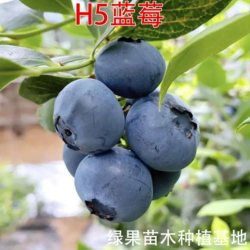 批发盆栽蓝莓小苗 H5蓝莓蓝莓苗 当年挂果蓝莓树苗h5蓝莓蓝莓树苗