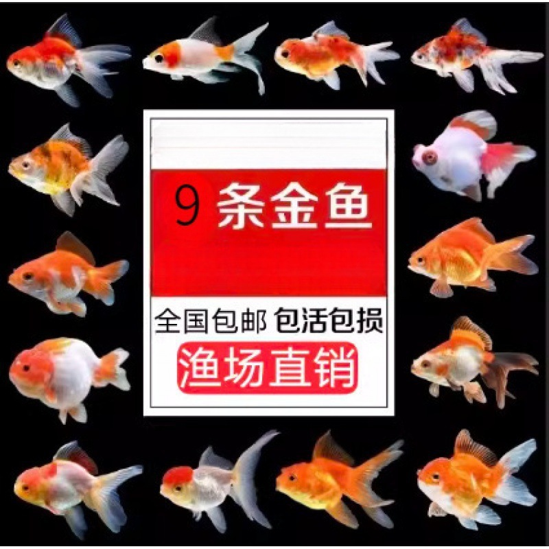小さな金魚の稚魚、観賞魚、冷水に強い、飼いやすい、淡水の赤と白の鯉、活魚、小魚、金魚、活魚|undefined