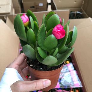120#�廨��� ����Сֲ�ﾫ���ͶYСֲ�� �����^�p���� ����ֱ��